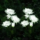 2 pack white roses