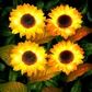 4 pack sunflowers